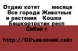 Отдаю котят. 1,5 месяца - Все города Животные и растения » Кошки   . Башкортостан респ.,Сибай г.